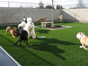 Artificial Pet Turf Gives Dogs the Perfect Place to Run and Play / Dogs Play in Bakersfield, CA on Artificial Grass Thanks to a Pet Turf Installation from Southwest Greens