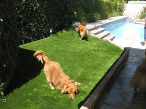 Your Dogs Will Love Their Pet Turf Installation from Southwest Greens of Bakersfield / Dogs Run on Artificial Turf in Bakersfield, CA After a Pet Turf Installation from Southwest Greens