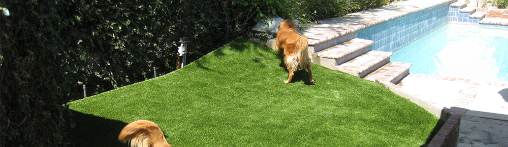 Pet Turf Installation from Southwest Greens of Bakersfield / Dogs Run on Artificial Turf in Bakersfield, CA