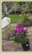 bakersfield synthetic grass